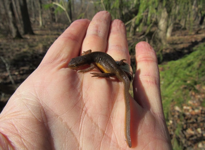 Red-spotted Newt